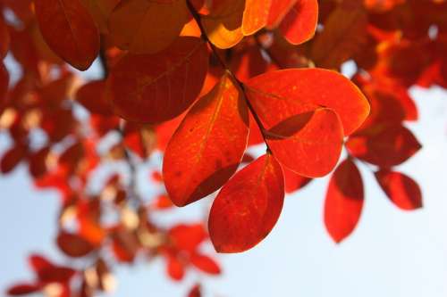 Leaves Autumn Red Tree