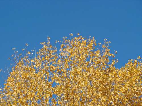 Leaves Yellow Autumn Autumn Leaves Nature