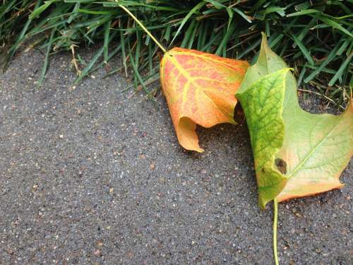 Leaves Fall Autumn Season Orange Nature Maple