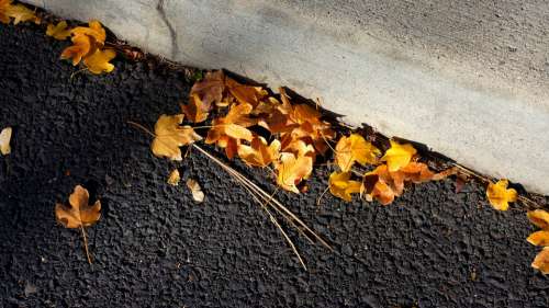 Leaves Blacktop Curb Asphalt Road Autumn Leaf