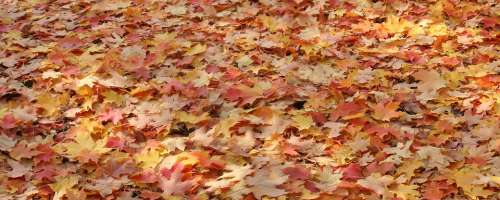 Leaves Autumn Fall Nature Color Leaf Season