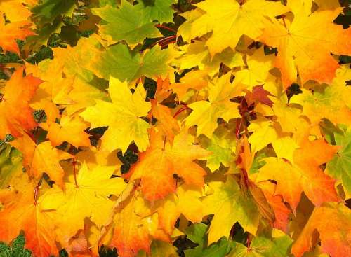 Leaves Autumn Fall Colorful Yellow Orange Season
