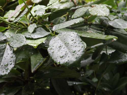 Leaves Rain Nature