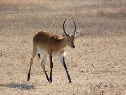 Lechwe Lechwee Marsh Antelope Africa Antelope