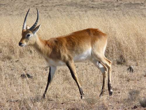 Lechwe Lechwee Marsh Antelope Africa Antelope
