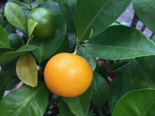 Lemon Fruits Food Vitamins Sour Yellow