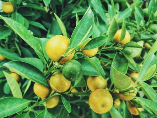 Lemons Tree Fruit Citrus Agriculture Plant Food