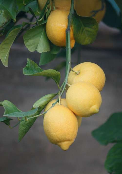 Lemons Plant Tree Fruit Agriculture Garden