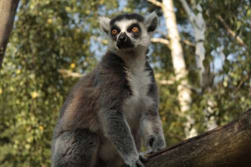 Lemur Tree Wild Zoo Nature Landscape