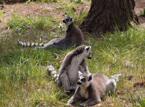 Lemur Wildlife Animal Nature Mammal Ring-Tailed