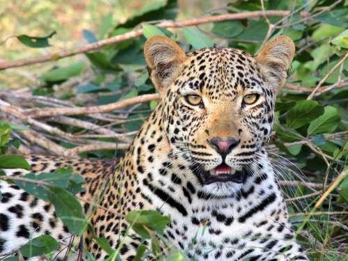 Leopard Leopard Head Wildlife Big Cat Predator