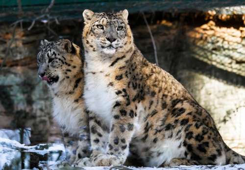 Leopard Snow Leopards Animal Big Cat Cat Zoo