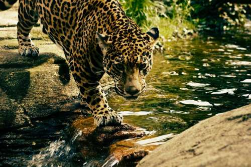 Leopard Predator Wildcat Animal Wildlife Nature