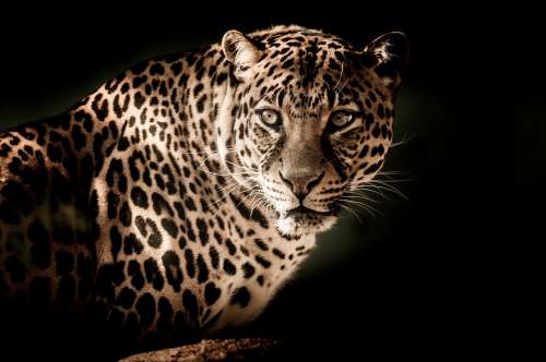 Leopard Wildcat Wildlife Safari Africa Closeup