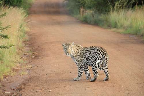 Leopard Safari Wildcat Big Cat Carnivore Africa