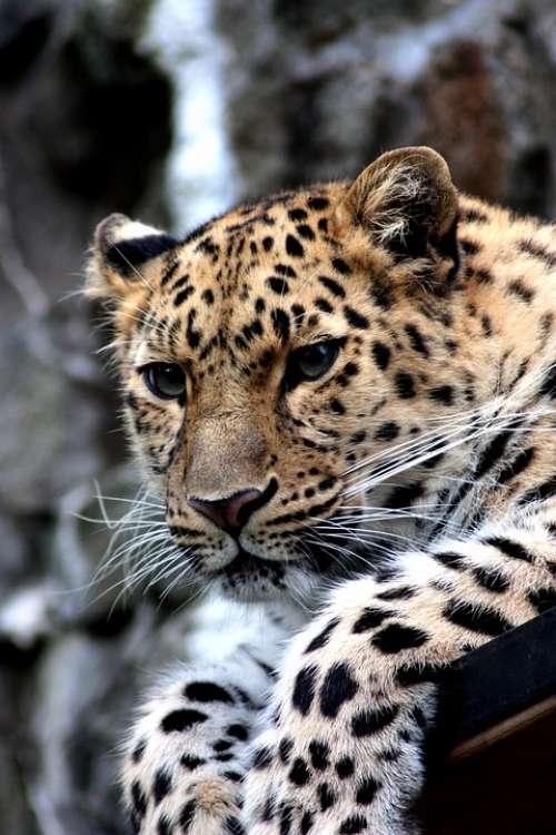 Leopard Animal Cat Cheetah Amur Zoo Wild