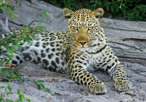 Leopard Big Cat Wildcat Botswana Africa Safari