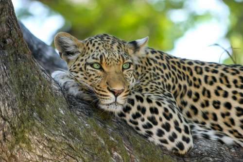Leopard Wildcat Big Cat Botswana Africa Safari