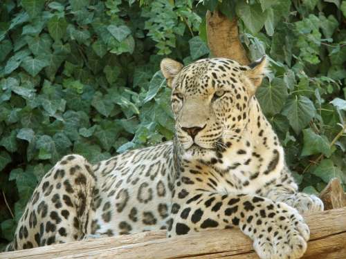 Leopard Resting Big Cat Animal Wildlife Predator