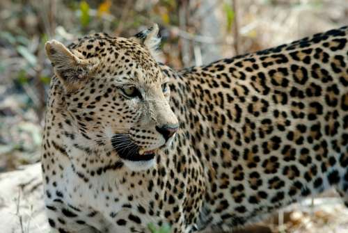 Leopard Big Cat Savuti Botswana Africa