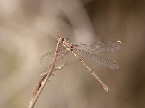 Lestes Viridis Damselfly Dragonfly Iridescent