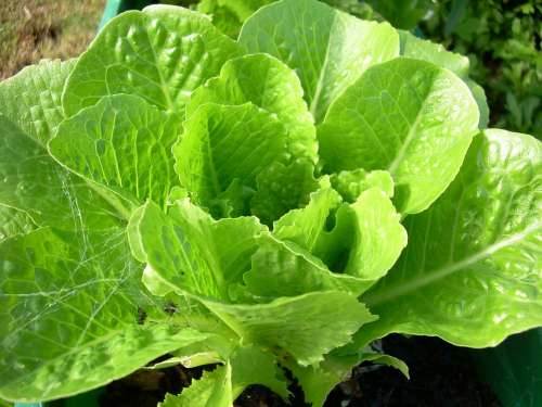 Lettuce Food Natural Vegetable Healthy Fresh