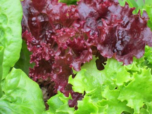Lettuce Plant Green Organic Vegetable Garden Food