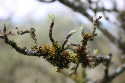 Lichen Branch Tree Nature Moss Fouling Yellow