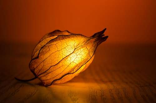 Light Glow Leaf Exotic Warm Art Backlit