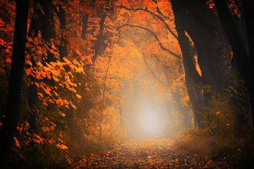 Light Forest Away Path Trees Autumn Red Orange