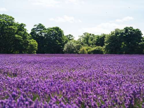 Lavender Lilac Field Of Flowers Nature Blooming