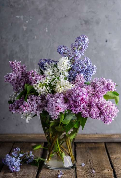Lilac Bouquet Vase Beautiful Bloom Nature Flower