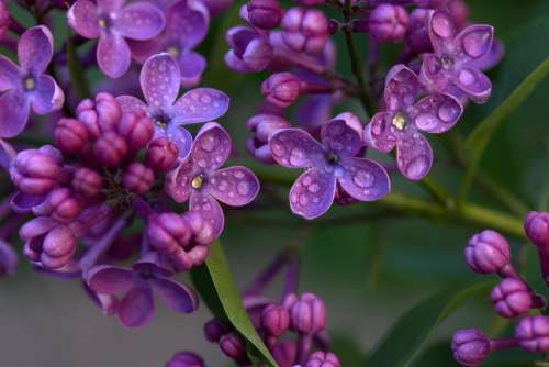 Lilac Flower Spring Plant Wet Blossom