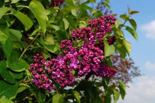 Lilac Syringa Ornamental Shrub Blossom Bloom