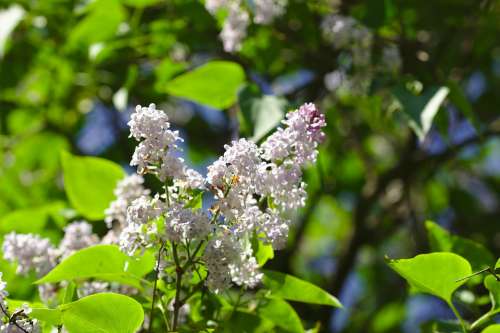 Lilac Mov Flower Spring Supplies Blooming Plants