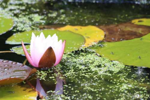 Lilly Pond Lilly Lotus Flower Pond Lotus Water
