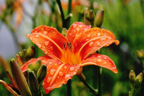 Lily Flower Blossom Macro Wet Petals Orange
