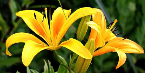 Lily Flowers Early Flower Garden Yellow Flora