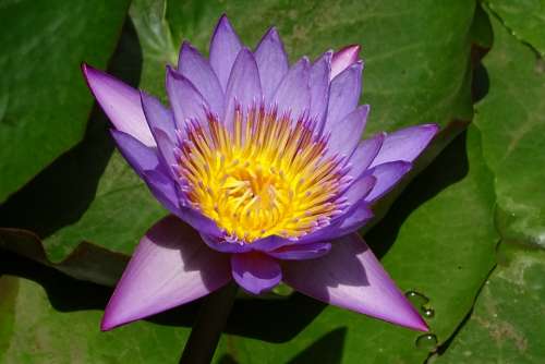 Lily Flower Nymphaea Tina Tropical Day-Blooming