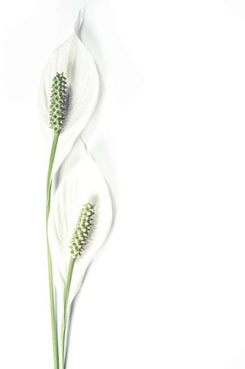 Lily Bloom Botanical Botany Design Elegance