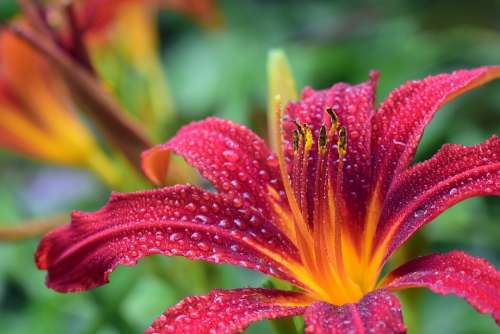 Lily Red Blossom Bloom Daylily Wet Drip Moist
