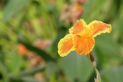 Lily India Flower Blossom Bloom Yellow Orange
