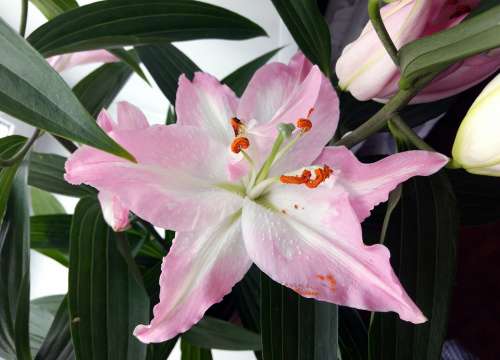 Lily Plant Nature Pink Flower Aroma Stamens