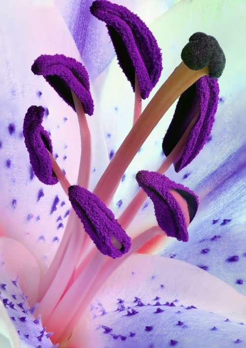 Lily Stamens Pollen Flower Nature Plant Stamen