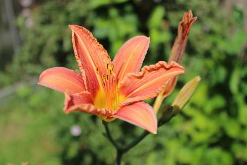 Lily Flowers Blossom Bloom Garden Nature Summer
