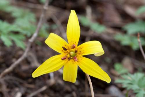 Lily Flower Yellow Trout Lily Bloom Blossom Plant