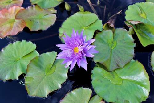 Lily Lily Pad Flower Water Nature Green Pond