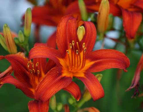 Lily Orange Flower Blossom Bloom Bright Colorful