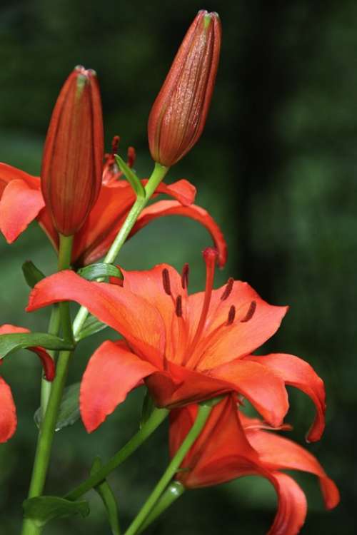 Lily Red Blossom Bloom Nature Flowers Garden