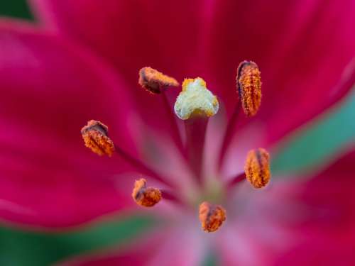 Lily Red Macro Close Up Pistil Blossomed Flower
